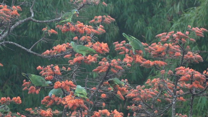 Parrot, Orange-winged