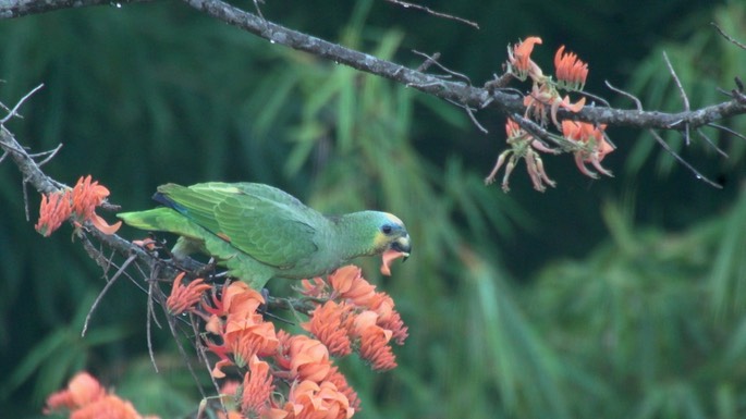 Parrot, Orange-winged 3