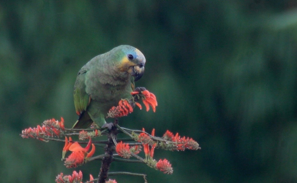 Parrot, Orange-winged 4