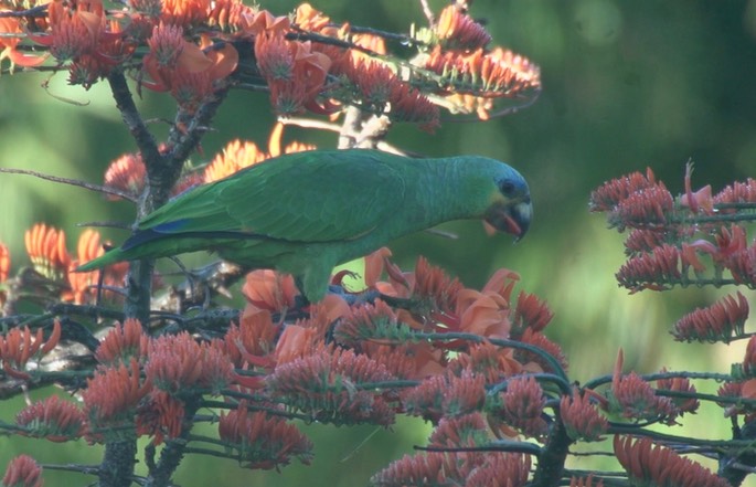 Parrot, Orange-winged 5