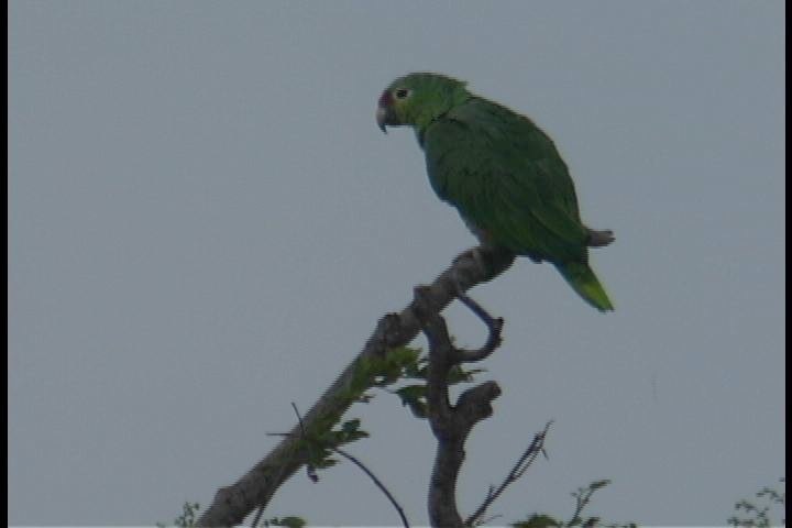 Parrot, Red-lored(Costa)