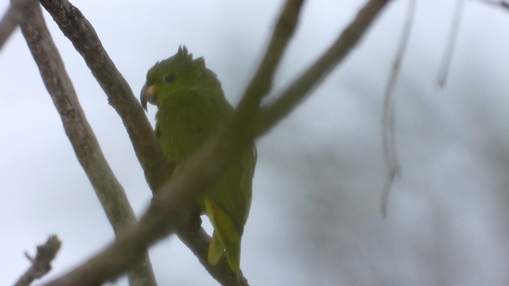 Parrot, Scaly-naped (Colombia) 3