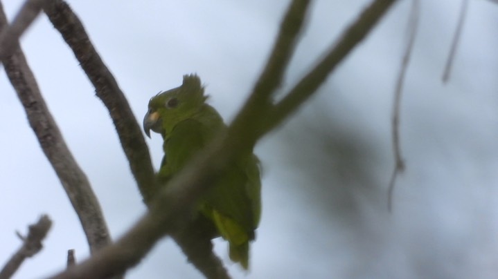 Parrot, Scaly-naped (Colombia) 1