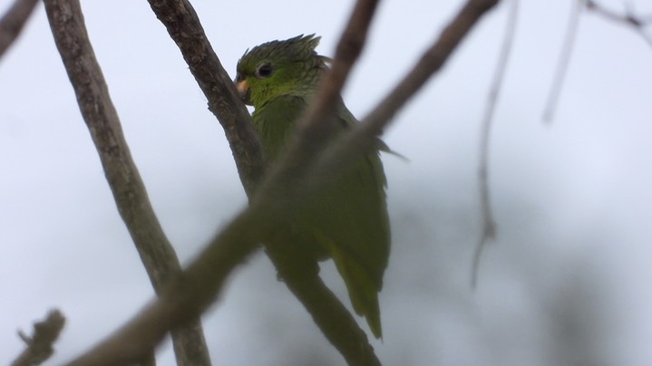 Parrot, Scaly-naped (Colombia) 2