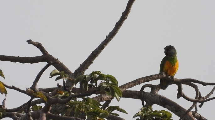 Parrot, Senegal 1