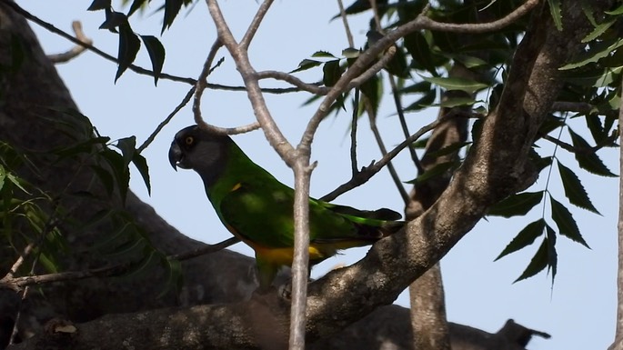 Parrot, Senegal 3