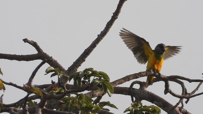 Parrot, Senegal 4