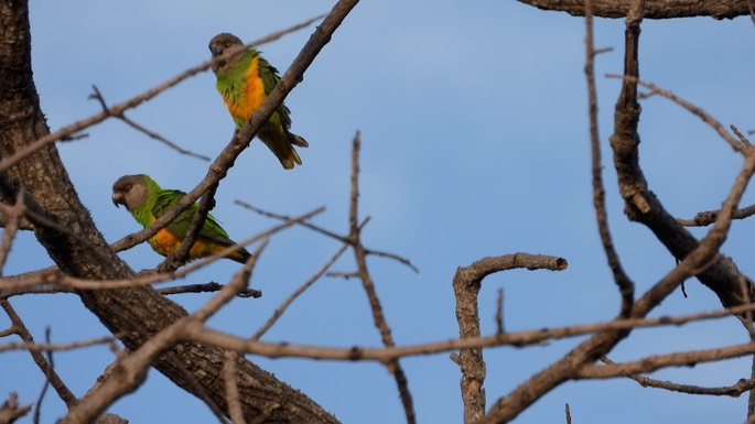 Parrot, Senegal Senegal 1