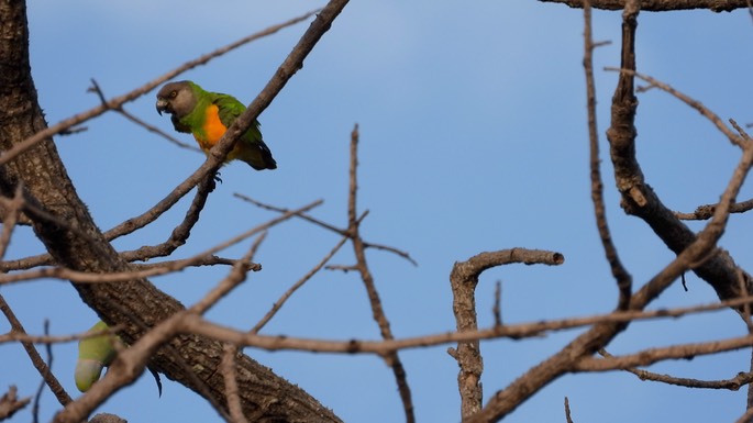 Parrot, Senegal Senegal 3