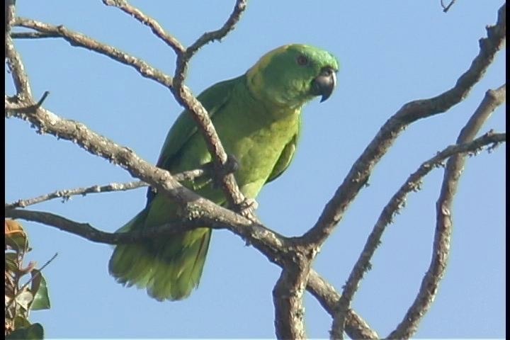 Parrot, Yellow-naped 1