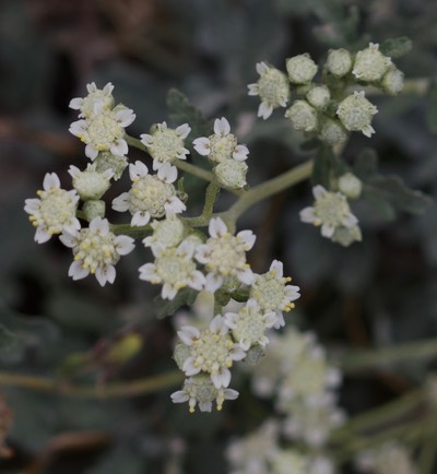 Parthenium incanum, Mariola3a