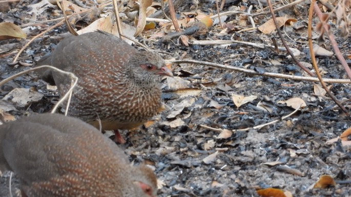 Partridge, Stone - Senegal 1