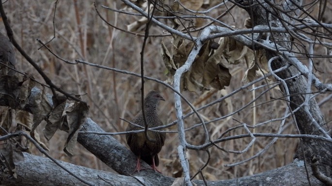 Partridge, Stone - Senegal 3