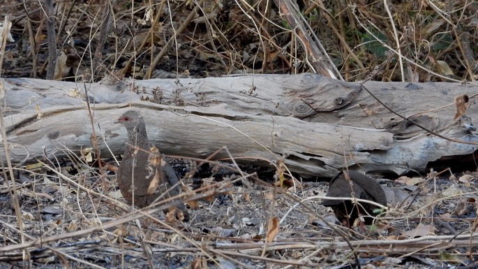 Partridge, Stone - Senegal 4