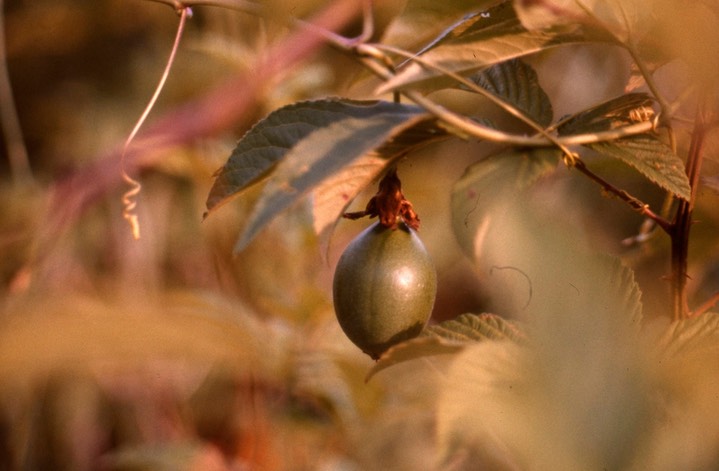 Passiflora fruit257