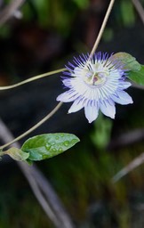 Passiflora, Lamanai, Orange Walk, Belize3