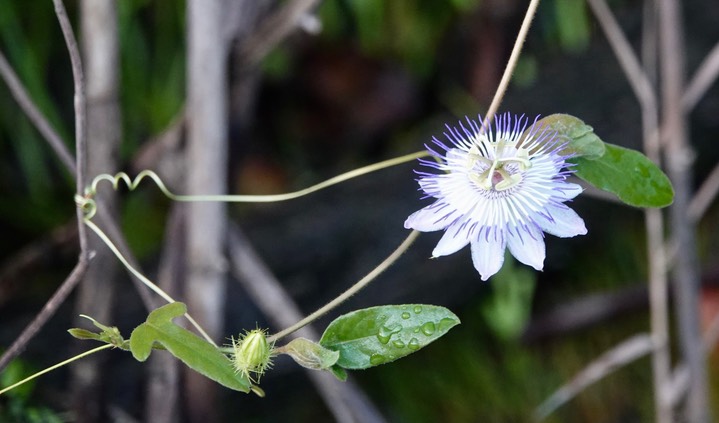 Passiflora, Lamanai, Orange Walk, Belize2