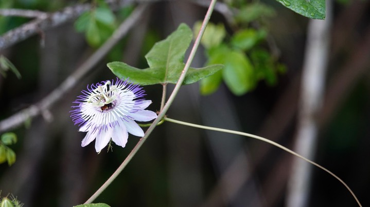 Passiflora, Lamanai, Orange Walk, Belize