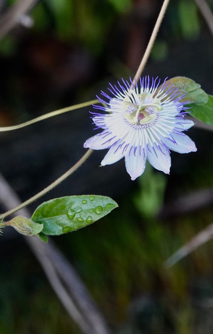 Passiflora, Lamanai, Orange Walk, Belize3