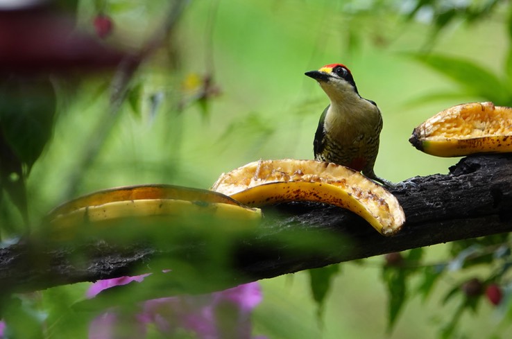 Woodpecker, Black-cheeked (Cerro Montezuma, Colombia)