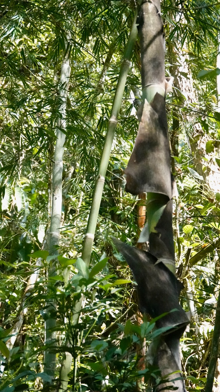 peeling bamboo