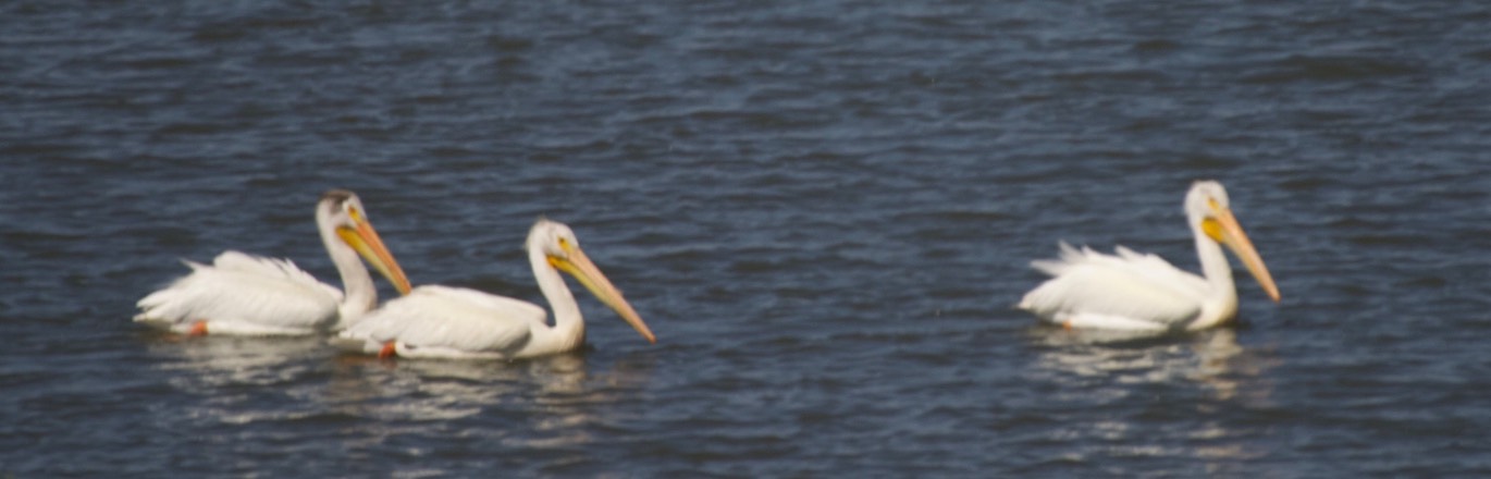 Pelican, American White 1