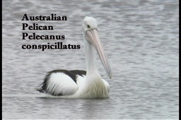 Pelican, Australian 1