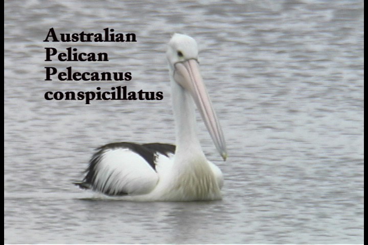 Pelican, Australian 1