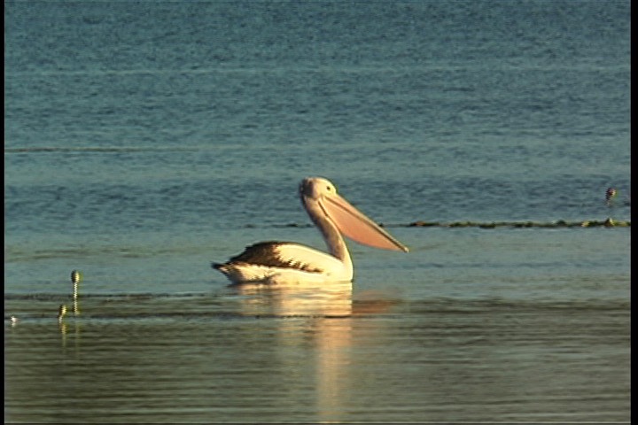 Pelican, Australian 1