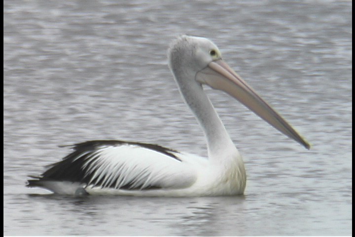 Pelican, Australian 2