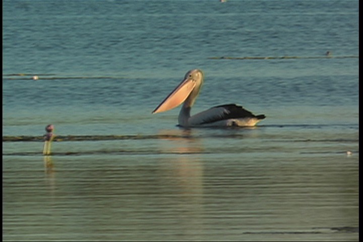 Pelican, Australian 2