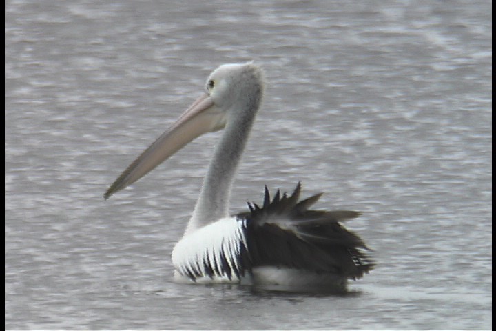 Pelican, Australian 3