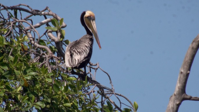 Pelican, Brown  