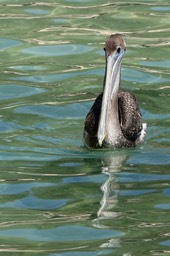 Pelican, Brown - Pelecanus occidentalis - Tehualmixtle, Jalisco8