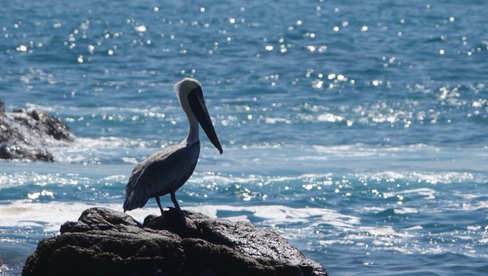 Pelican, Brown - Pelecanus occidentalis - Tehualmixtle, Jalisco3