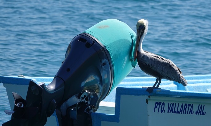 Pelican, Brown - Pelecanus occidentalis - Tehualmixtle, Jalisco1