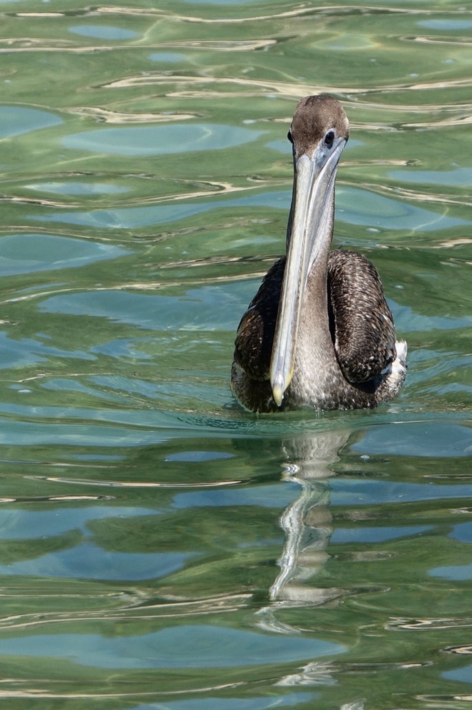 Pelican, Brown - Pelecanus occidentalis - Tehualmixtle, Jalisco8