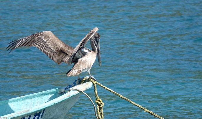 Pelican, Brown - Pelecanus occidentalis - Tehualmixtle, Jalisco5