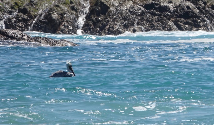 Pelican, Brown - Pelecanus occidentalis - Tehualmixtle, Jalisco2