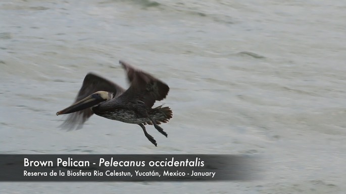 Pelican, Brown 1