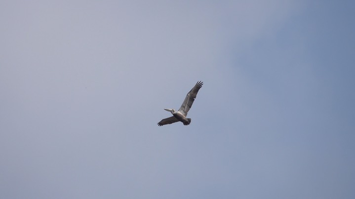 Pelican, Brown (Colombia) 2