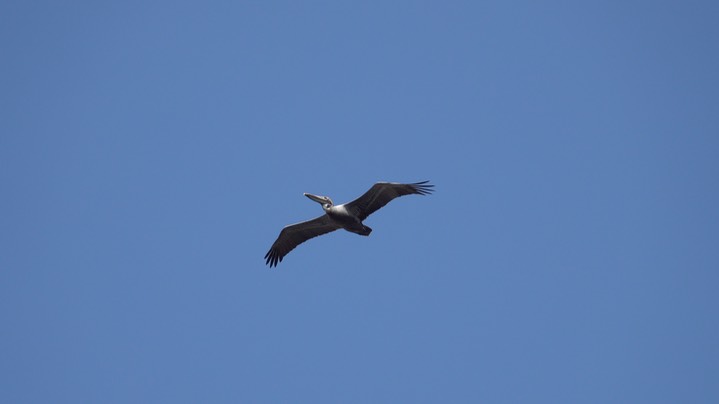 Pelican, Brown (Colombia) 3