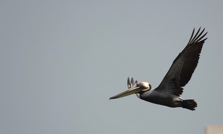 Pelican, Brown, Pelecanus occidentalis3