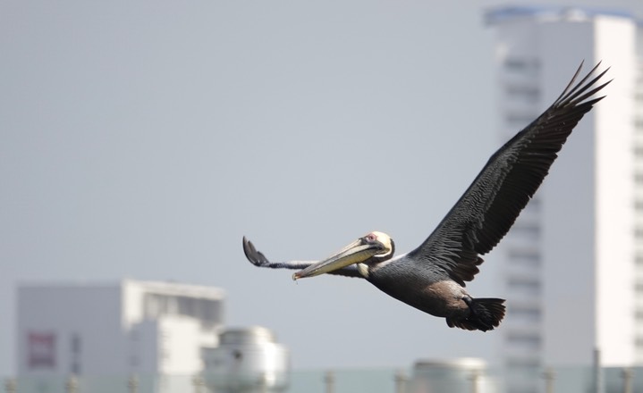 Pelican, Brown, Pelecanus occidentalis4