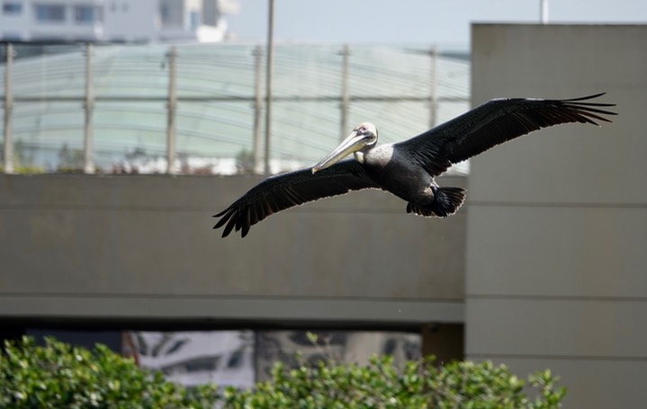 Pelican, Brown, Pelecanus occidentalis2