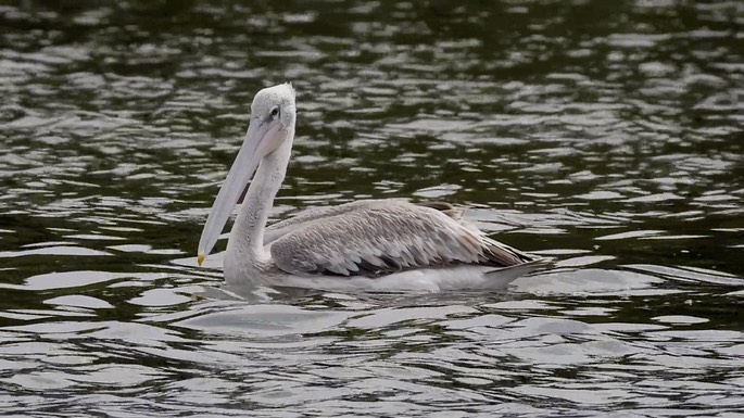 Pelican, Pink-backed 1