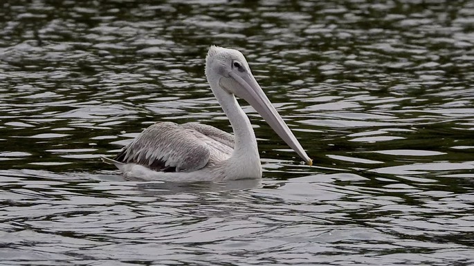 Pelican, Pink-backed 2