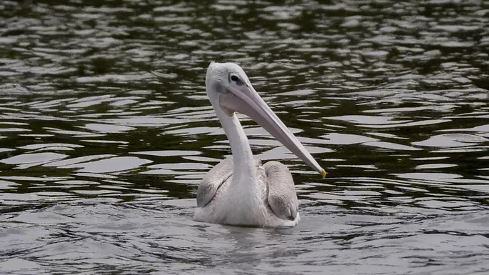 Pelican, Pink-backed 3