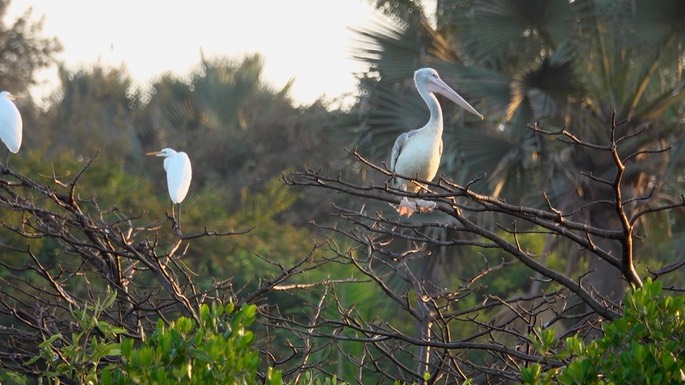 Pelican, Pink-backed 5