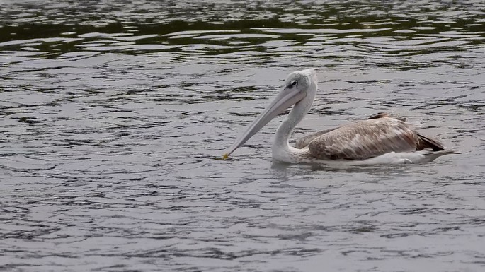 Pelican, Pink-backed 6